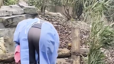 Funny panda #panda #panda🐼 #cute #pandas #funny #funnyvideos 11