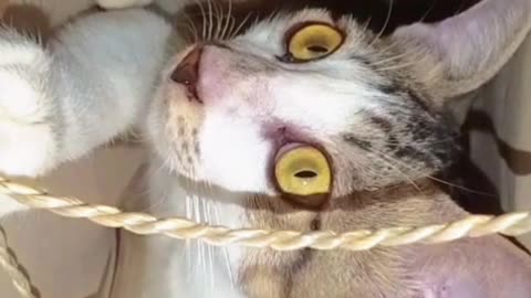 “Tiny Paper Bag vs Big Ginger Cat! Who Will Win the Battle for the Bag? 😂🐱”