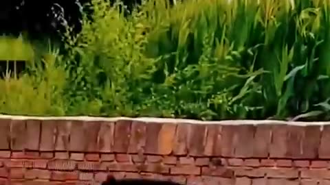 Funny animals