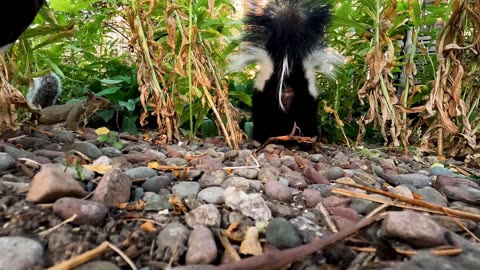 Brave Magpie With Skunk