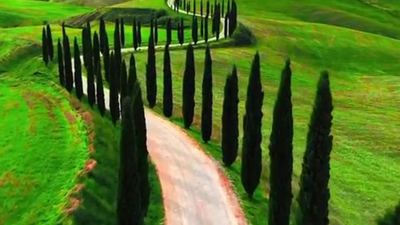 aesthetic natural scenery video: beautiful sea of flowers