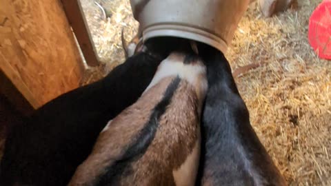 Stuck Goats Form Reverse Cerberus