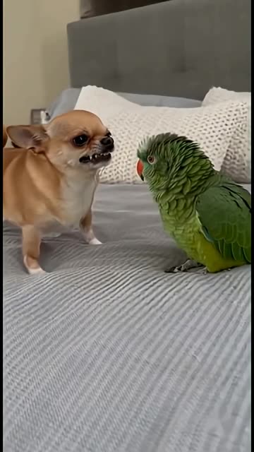 Wrong Parrot, Buddy!😤🦜