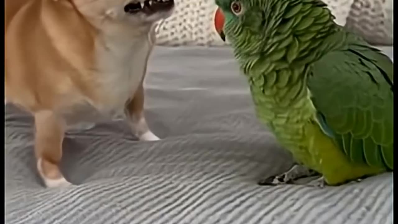Wrong Parrot, Buddy!😤🦜