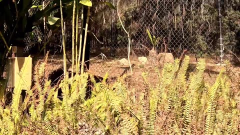 Tiger walking at the San Diego Safari Park