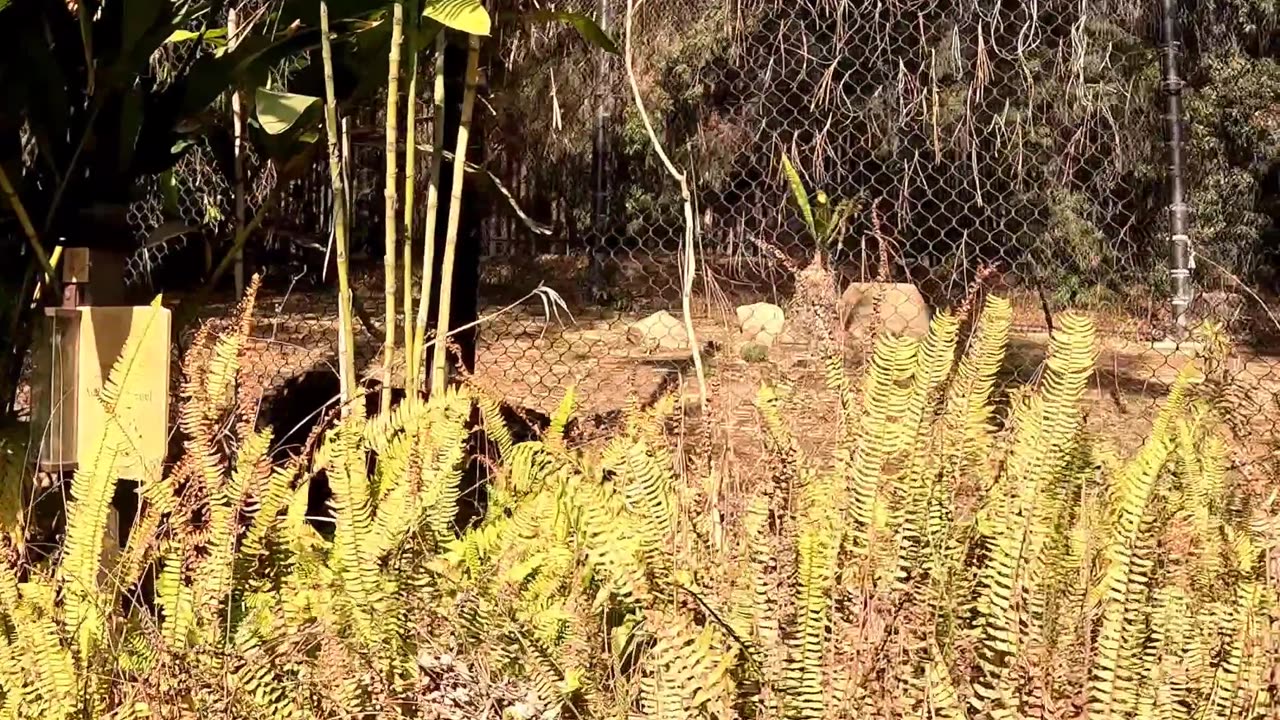 Tiger walking at the San Diego Safari Park