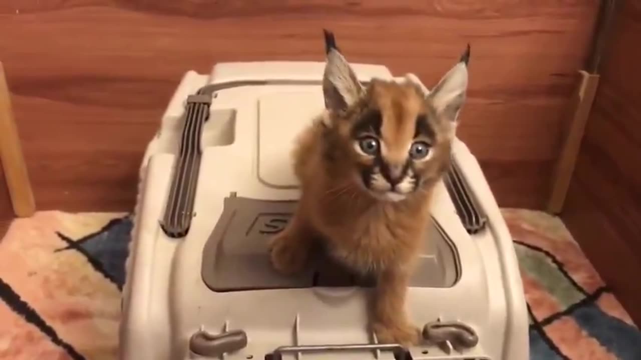 Baby Lynx