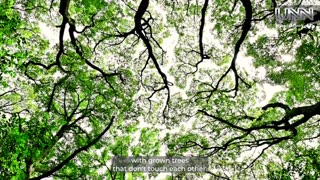 🌳 From Tokyo, Yasuko shares the wonder of Crown Shyness.