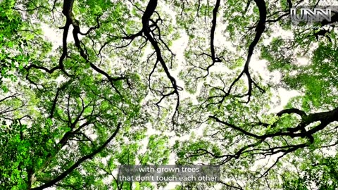 🌳 From Tokyo, Yasuko shares the wonder of Crown Shyness.
