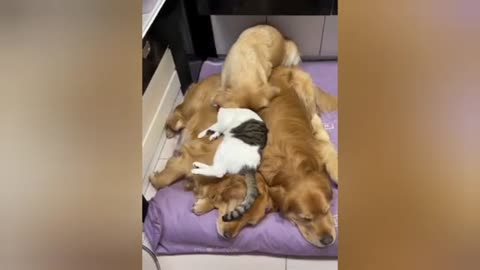 Viral cats and dogs Videos 😂😹 Funny Animal videos 2024.