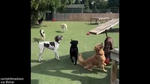 Your Daily Dose of Pets - House Of Dreams