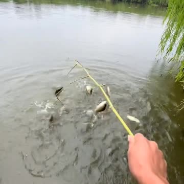 amazingtaishun 🐟🐟🐟🐟🐟🐟