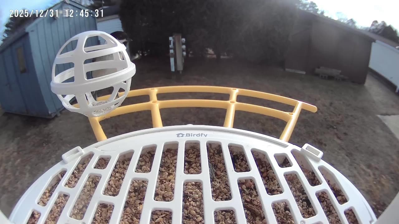 The Bird Feeder S2E1: Black-Capped Chickadee