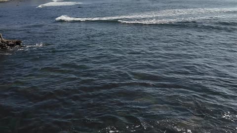 Epic Bird Rock Pelican Flyby #nature #birds