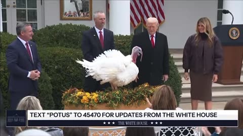 Trump pardons turkeys