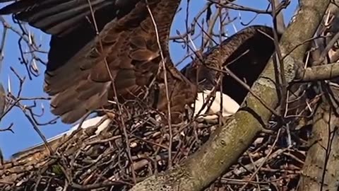 Giant Eagles of the Past: Haast’s Eagle from New Zealand