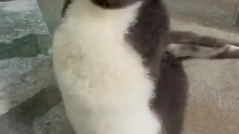 We know you wanted to see more penguin chick, so here he is.