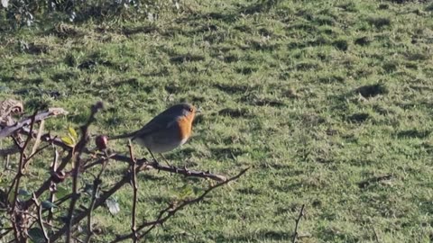 Beautiful Robin In Great Britain