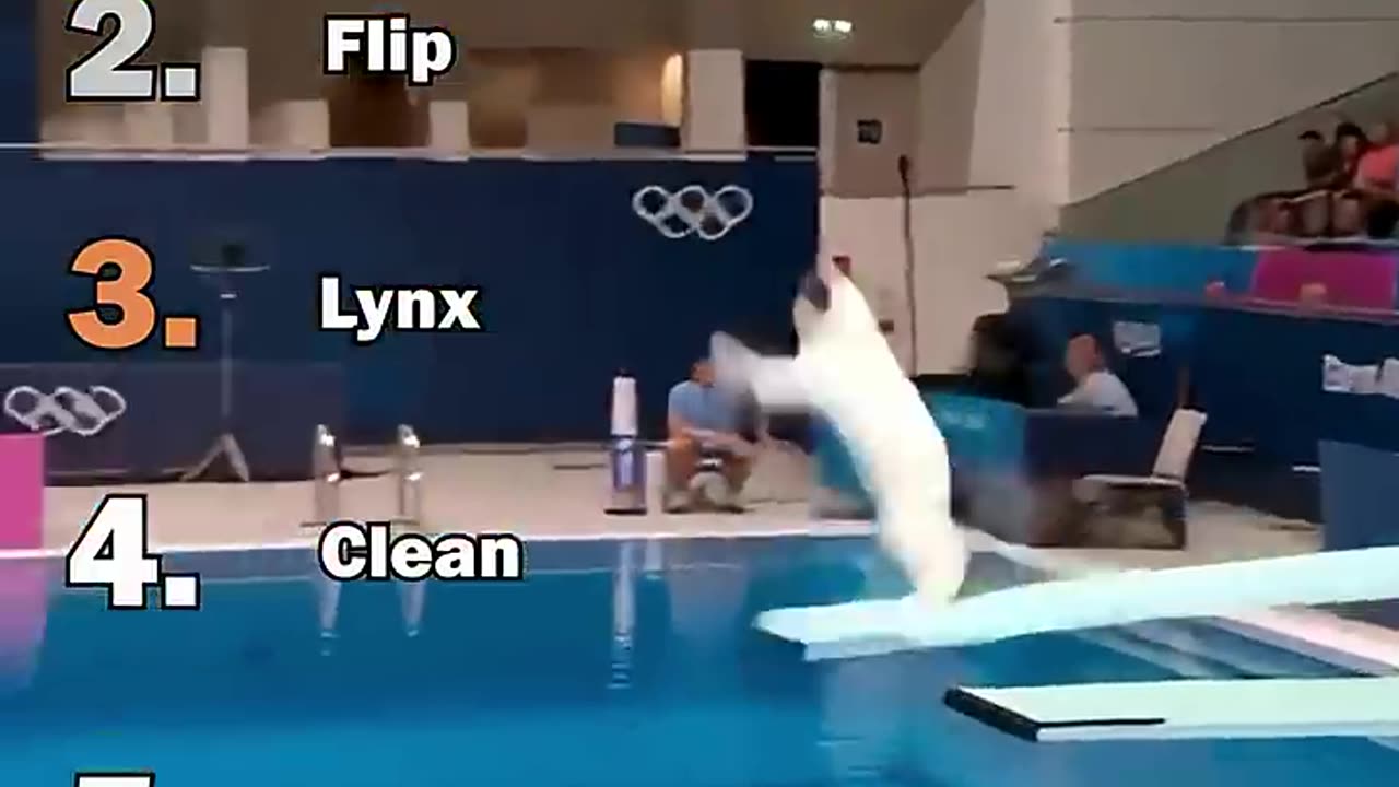 Ranking the best AI cat diving moments at the Olympics