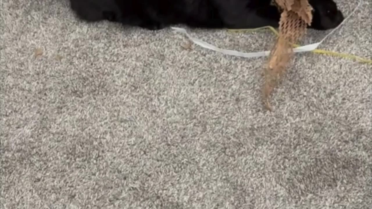 Cute Precious Piper Plays with Her Packing Material - Adopting a Cat from a Shelter Vlog #shorts