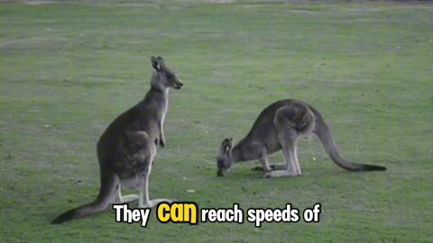 "The Amazing World of Kangaroos"