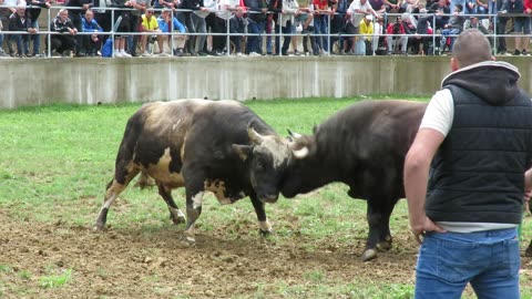 Macan od Bajre vs Šaronja od Jukića Kutanja 2025