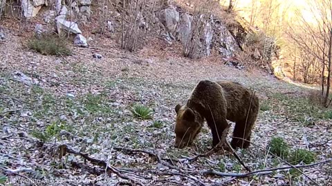 Qarku i Elbasanit , shtëpia e kafshëve dhe shpendëve të egra të rralla në rang global