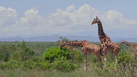 Giraffe Wildlife