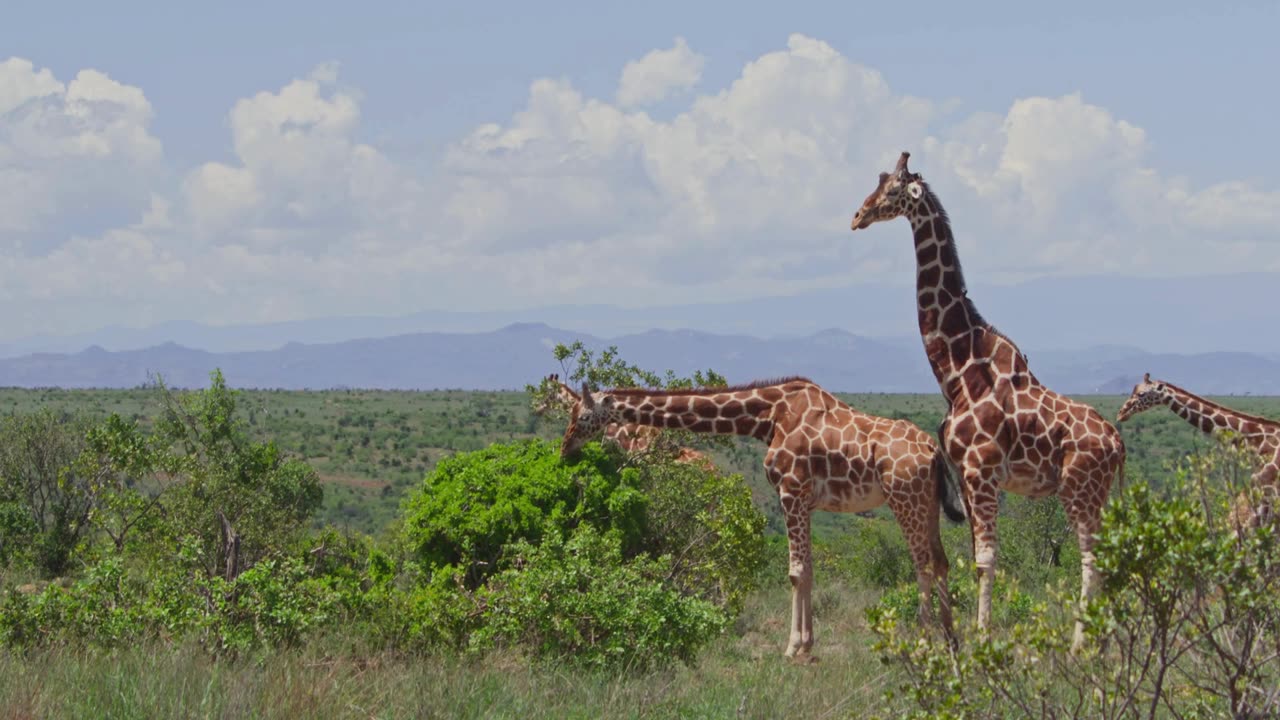 Giraffe Wildlife
