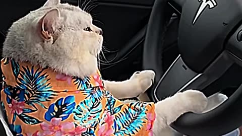 Cats don't drive a car ☠️ #cats #fannycats #foryou #viral #tranding