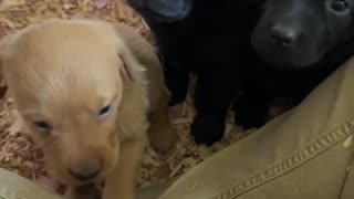 😂🐺 You Won't Believe Their HOWL! Epic Animal Awoooo | FunFM