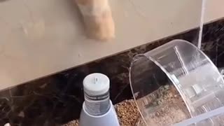 🐾🎬 Mission: Possible! Funny Animal Adventures | FunFM