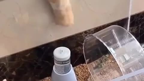 🐾🎬 Mission: Possible! Funny Animal Adventures | FunFM