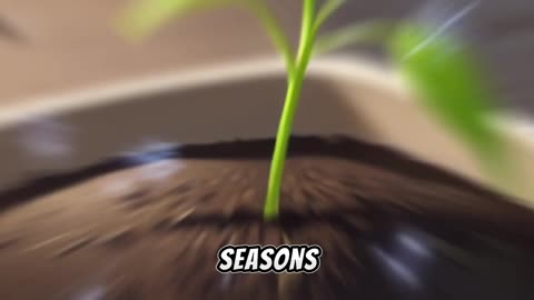 The Little Seed