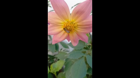 A bee sitting on a flower.🤞