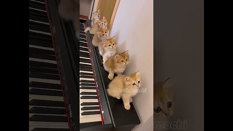 Funny moment of the cat Lustiger Moment der Katze