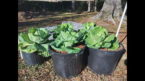Cabbage Plants Update Petal Mississippi 10/14/25