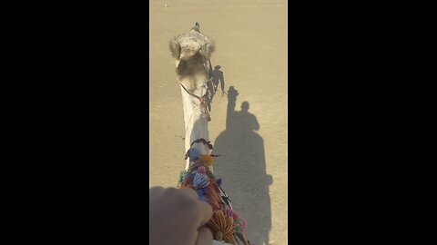 Camel ride in fayoum wadi el rayan