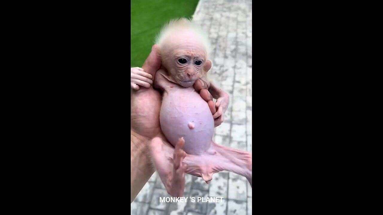 Baby monkey