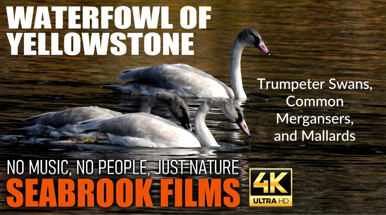 Waterfowl of Yellowstone: Trumpeter Swans, Common Mergansers, and Mallards