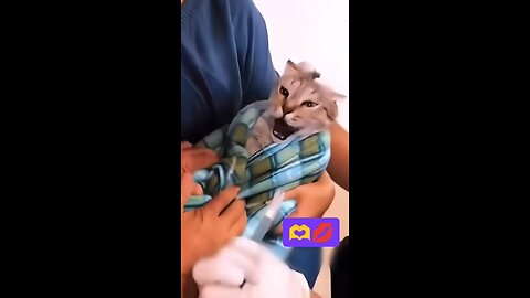 Funny Cats 🐈‍⬛😃😃😂😂