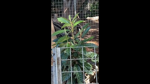 Giant Anteaters #giantanteaters #anteaters #followme #trending #viral #shorts