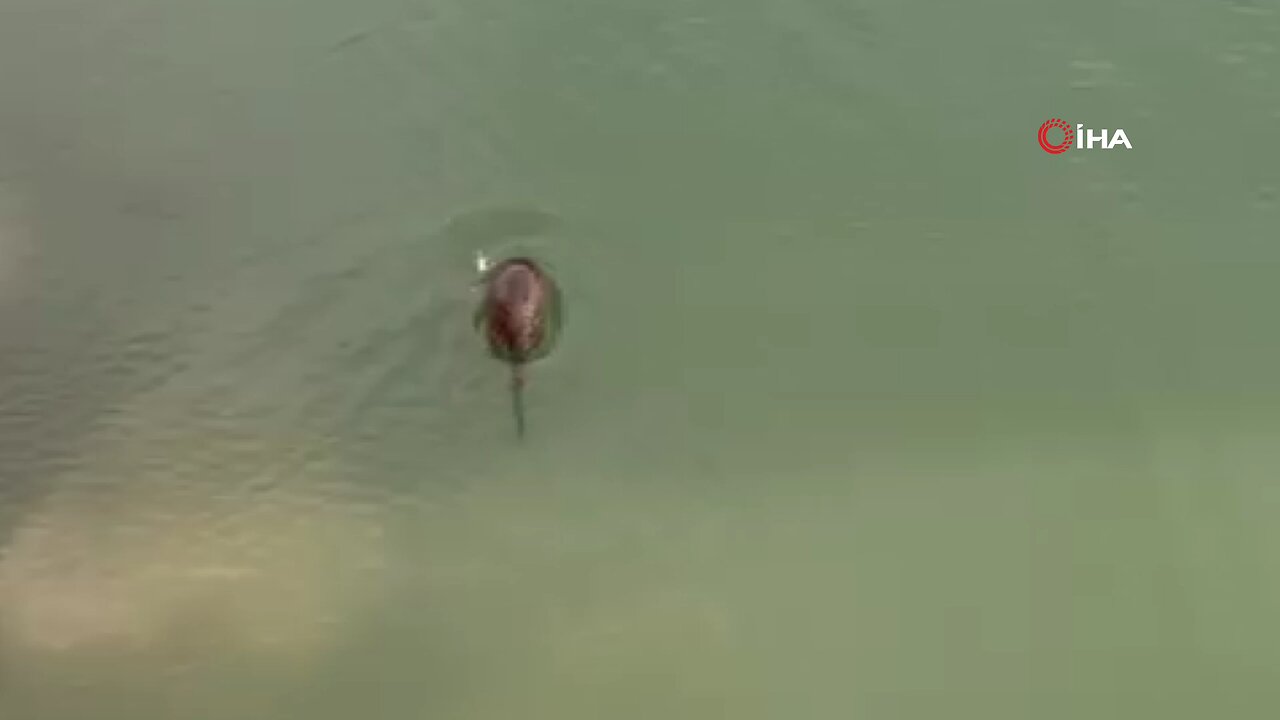 Munzur'da koruma altındaki su samurları görüntülendi