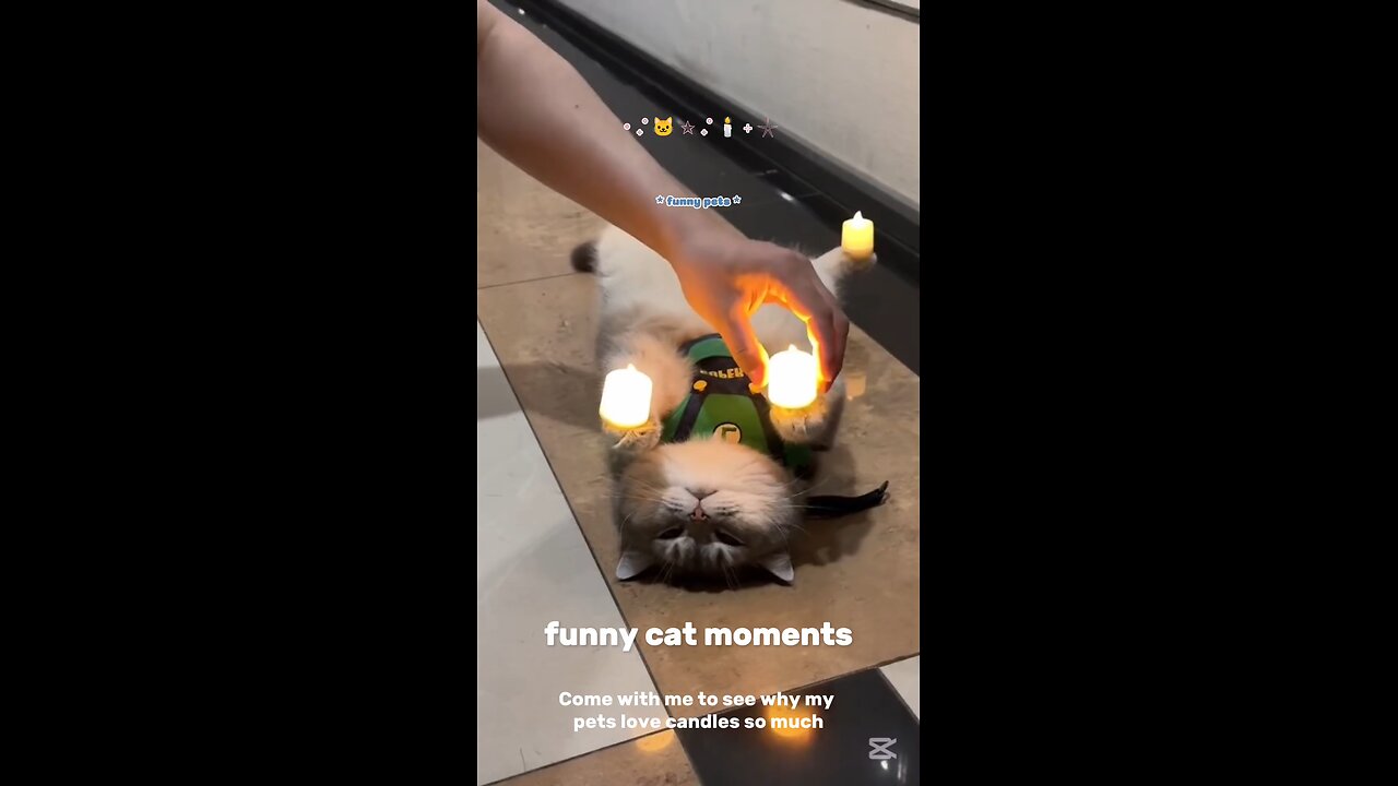 Funny cat #cat