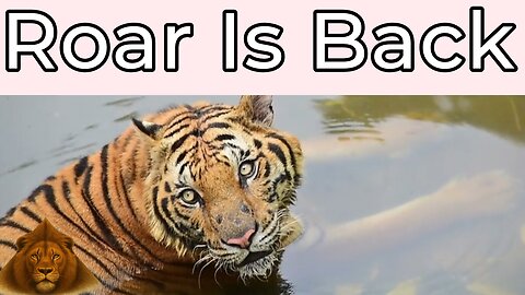 Tiger is back.The roar is back | Tiger is back in Ratanmahal forest Tiger | Wildlife documentary 🐅