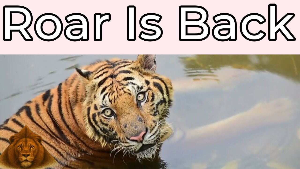 Tiger is back.The roar is back | Tiger is back in Ratanmahal forest Tiger | Wildlife documentary 🐅