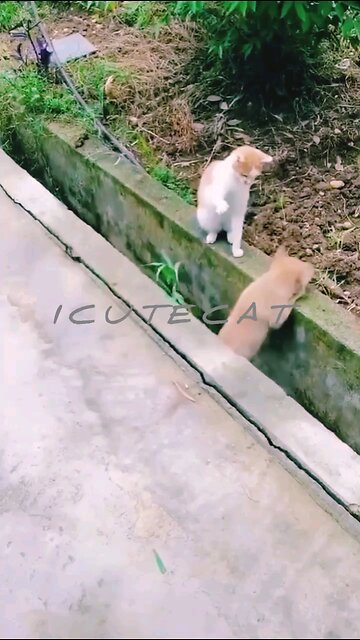 Puppies flirt with cats The most patient and cat Five week old border collie puppie learning to bark