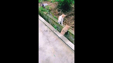 Puppies flirt with cats The most patient and cat Five week old border collie puppie learning to bark