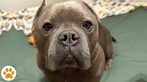 Not All Pit Bulls Are Bad