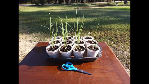 Cutting Our Onion Seedlings 9/29/25